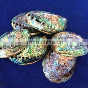 Raw haliotis iris polished abalone shell crafts