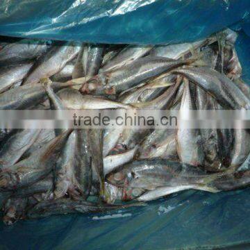 Frozen Horse mackerel(Trachurs Japonicus)