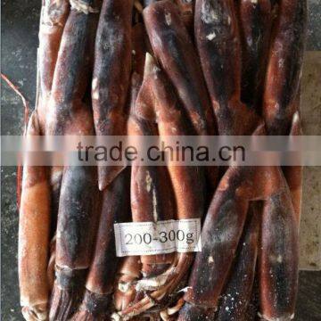 200-300g Whole Round Frozen Illex Squid