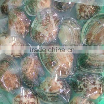 2016 NEW SEASON SHORT NECKED CLAM