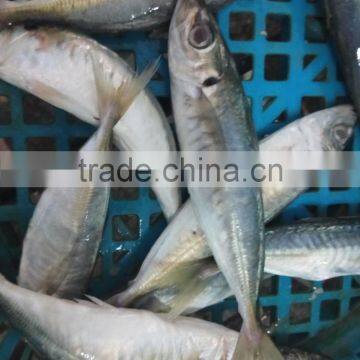 Frozen horse mackerel fresh seafood small eye horse mackerel