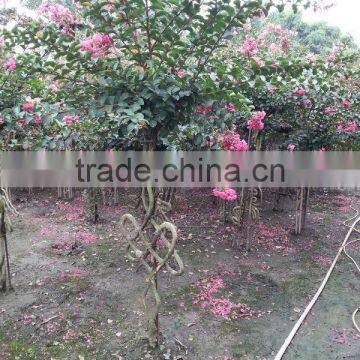 Lagerstroemia Indica Chinese Letter Bottle and Tree Shape Plants photo-2