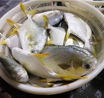 Good Golden Pompano,