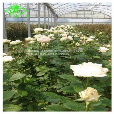 Wholesale Polyethylene Greenhouse Covering Film with High Quality