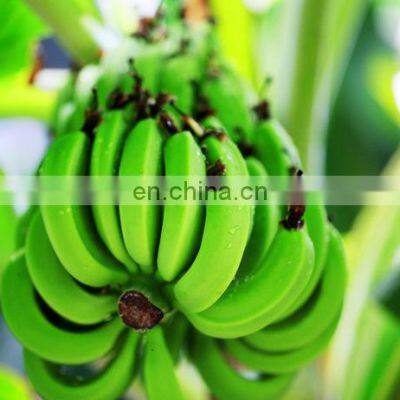 Automatic Banana Peeler Banana Peeling Machine photo-4