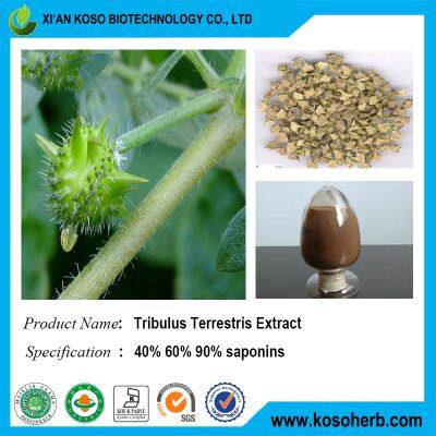 Tribulus Terrestris Extract