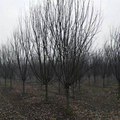 Prices of 3cm, 4cm, and 5cm Malus Micromalus, Price Quotation From the Place of Origin, High Survival Rate photo-4