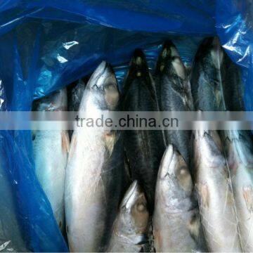 Most Favourable Frozen Pacific Mackerel Chilled Mackerels photo-4