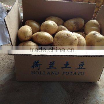 2015 Super Quality of the Potato photo-5