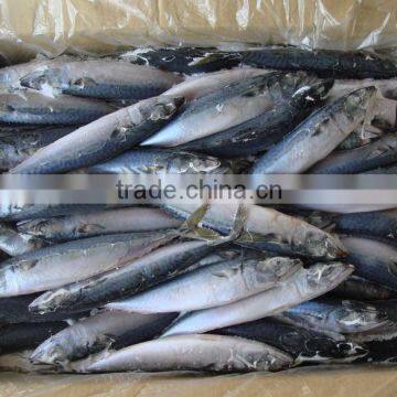 Frozen pacific mackerel