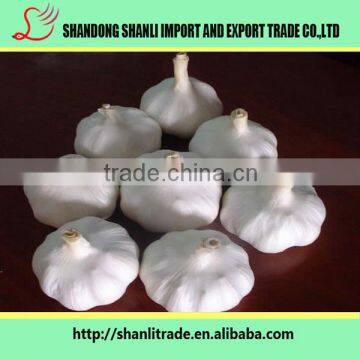 Pure White Wholesale Natural Garlic/garlic Powder/fresh Garlic Chinese photo-2
