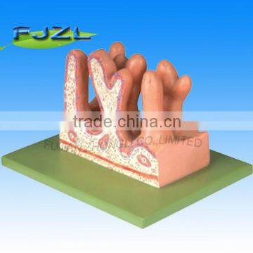 internal surface of jejunum/Internal Surface of Jejunum Anatomical Model Digestive