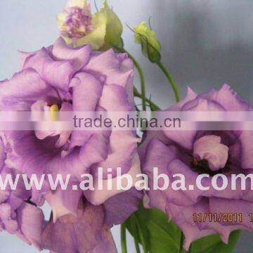 Fresh cut flower eustoma