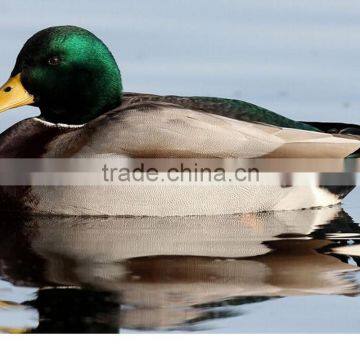 mallard drake greenhead flocking kit duck goose decoys duck hunting