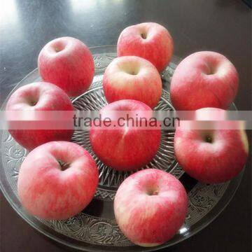 GRADE A fuji apple, apple ,fresh apple supplier for sale Chinese Fuji Apple