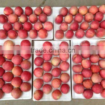 Yantai Fresh Fuji Apple Best Price Exporter in China