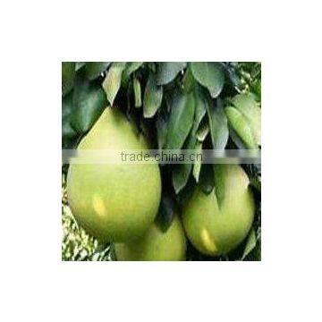 Fresh Shatian Pomelo
