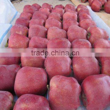 Sweet and Juicy Taste Red Delicious Apple Fresh Huaniu Apple photo-5