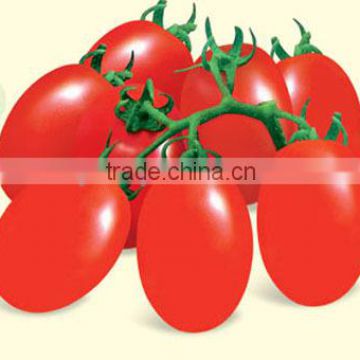 Roman Type Tomato Seeds For Planting-Sky Fortune No.1