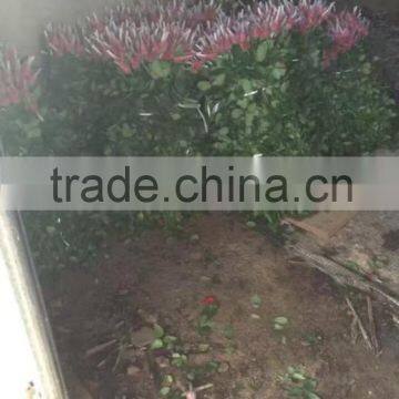 Natural Rose Flower photo-6