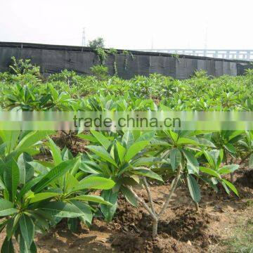 Plumeria Rubra
