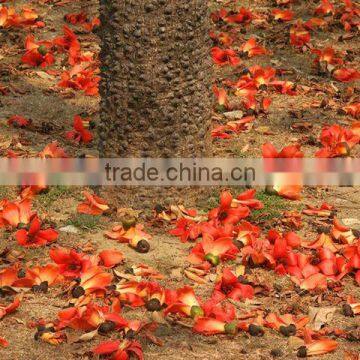 cotton trees