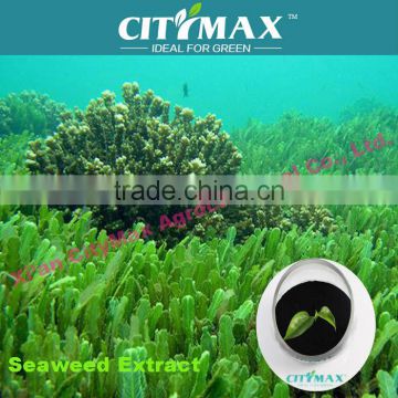 soluble ascophyllum nodosum seaweed