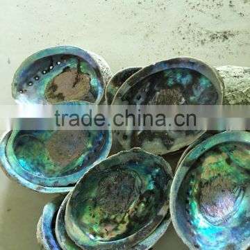 raw abalone shell