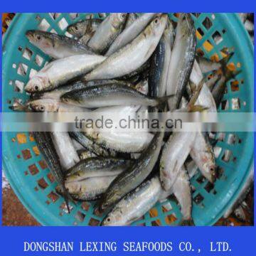 frozen sardine fish