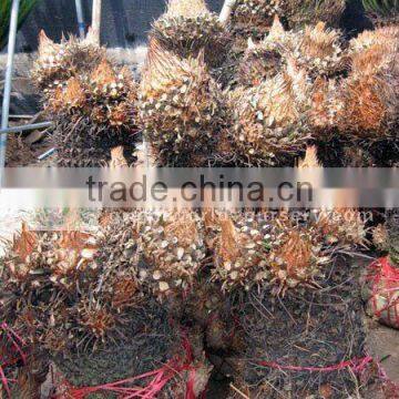 cycas revoluta for sell without leaves