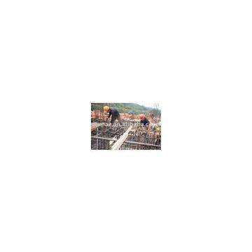 Steel structure plant hot