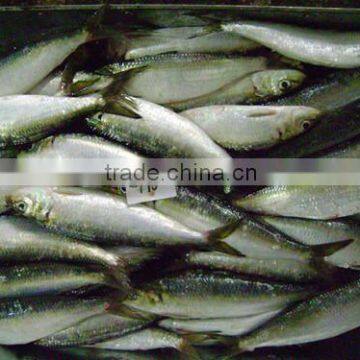 frozen sardine for tuna bait 110 pcs