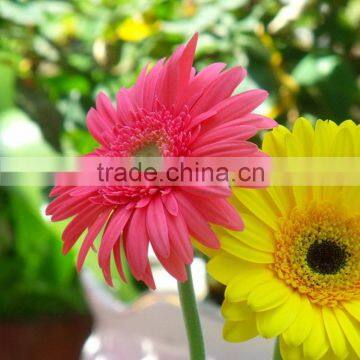 Fresh Honey Gerbera Plants With Best Prices photo-4