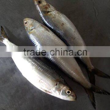 Land frozen 10 kgs per carton frozen sardine fish