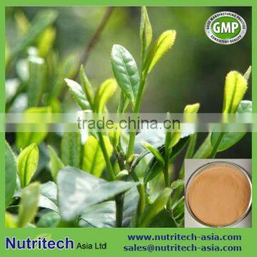 Green Tea Extract Powder