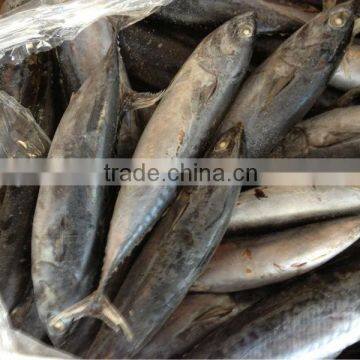 Fishing 6-8pcs/kg Fresh Boat Frozen Bonito photo-4