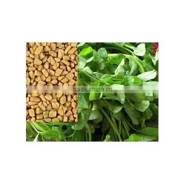 Pure Fenugreek (Methee) photo-5