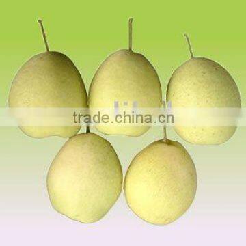 shandong pear