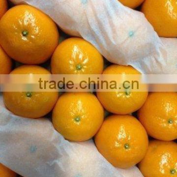 Egypt sweet mandarin