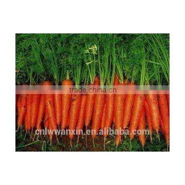 chinese fresh carrot