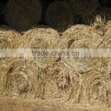 animal filler grass hay, dry hay bale, grass hay bale, Rhode grass hay bale, hay for animal