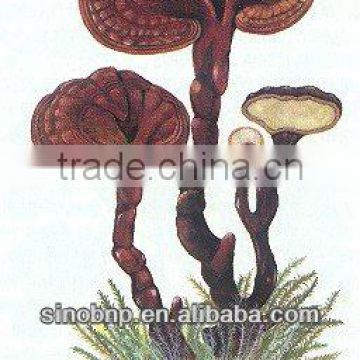 BNP Supply Reishi Mushroom Extract/duanwood reishi mushroom extract powder