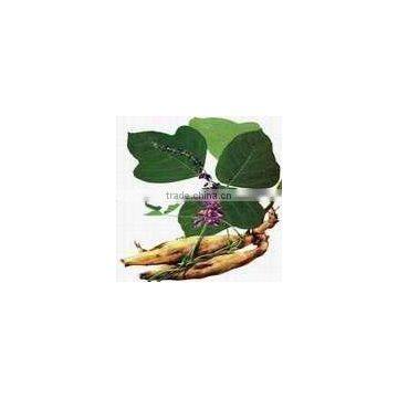 Pueraria Extract Powder