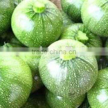 Chinese hybrid squash seeds planting seeds