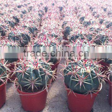 Ferocactus latispinus ball