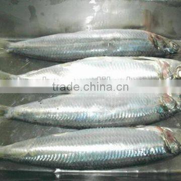 Sardine Multiple Layer Continuous Type Mesh Belt Dryer photo-6