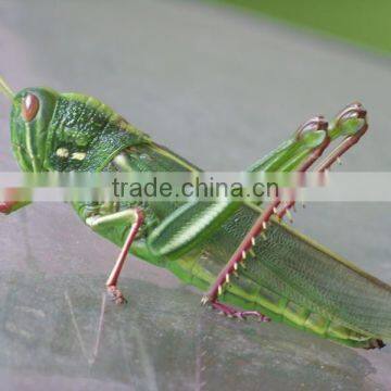 Dried Grasshopper