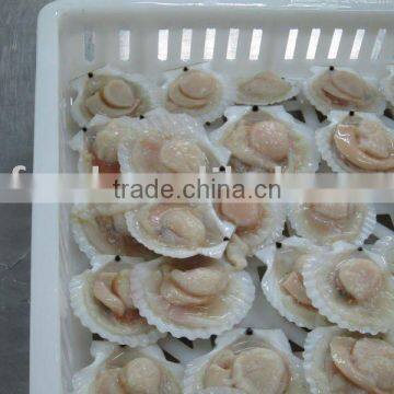 Frozen Scallop