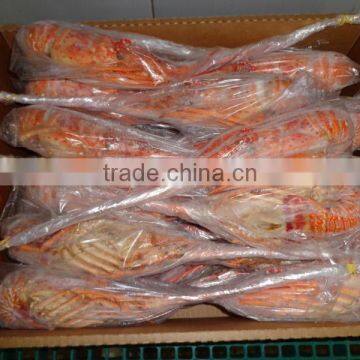 Spiny Lobster photo-2