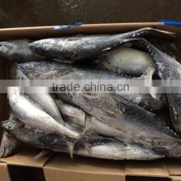 IQF Frozen Bonito photo-3